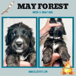 May Forest - female Golden Mountain Dog puppy in Boiling Springs, South Carolina from OlliePups, LLC