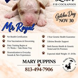 Mr Royal - Buff and white male Cockapoo puppy in Tampa, Florida from Mary Puppins