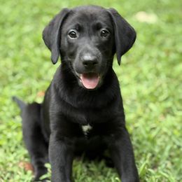 Copper - male Dilute Retriever puppy in Loganville, Georgia from Silver Ridge Labradors of Georgia
