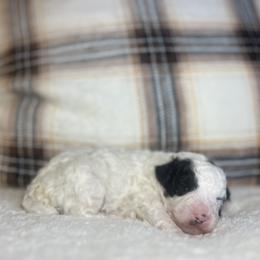 Blizzard - Parti male Poodle puppy in Quitman, Mississippi from P&D Palace
