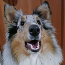 Selene - Collie