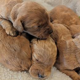 Boy 7 - Red  male Goldendoodle puppy in Silverton, Oregon from Rambler Goldens