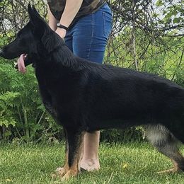 German Shepherds from Casamoko German Shepherds