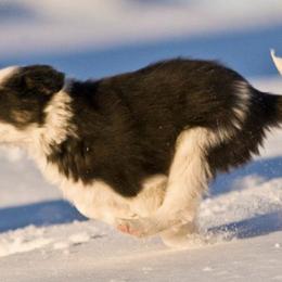 Border Collies from Big Sky Border Collies