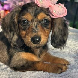 Lorelei - Dapple female Dachshund puppy in Lakeland, Florida from Elite Doxies Florida