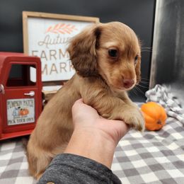Rugar - Sable male Dachshund puppy in Smallett, Missouri from Doxie Holler