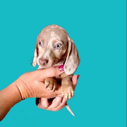 Dachshund Puppies from SR Mini Dachshunds