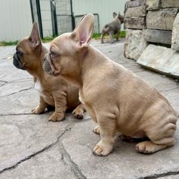 Alfredo has OFA Parents - Fawn male French Bulldog puppy in Billings, Montana from Yellowstone Frenchies