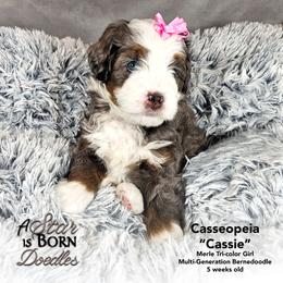 Cassiopeia - 'Cassie' - Pink Collar - Blue merle female Bernedoodle puppy in Jackson, Michigan from A Star is Born Doodles