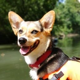 American Corgis and Pembroke Welsh Corgis from 3TGStockdogs