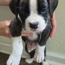 Boy 4 - Brindle male Boxer puppy in Cottondale, Florida from Tate Farms Boxers