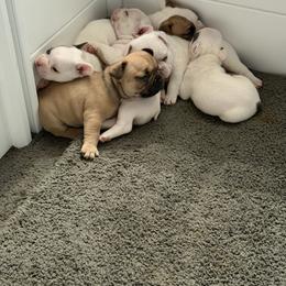 French Bulldog Puppies from Falco’s French Bulldogs