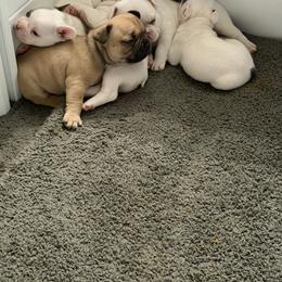 French Bulldog Puppies from Falco’s French Bulldogs