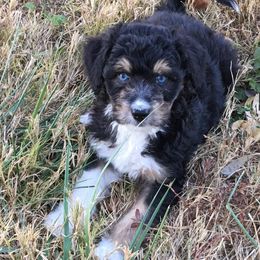 Aussiedoodles, Bernedoodles, and Sheepadoodles from Down Yonder Doodles