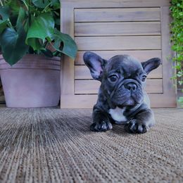 French Bulldog Puppies from Haas Frenchies LLC