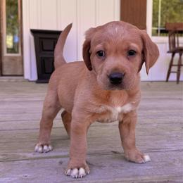 Orange Boy - Yellow male Labrador Retriever puppy in Plymouth, North Carolina from Duck Creek Kennels