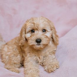 Goldendoodle and Poodle Puppies from Desert Born Kennel