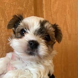 Yorkshire Terrier Puppies from Teresa's Yorkshire Terriers