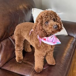 Maggie - Poodle