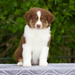 Rtf1 - Red tri-color female Miniature American Shepherd puppy in Stephenville, Texas from Diamond H Aussies