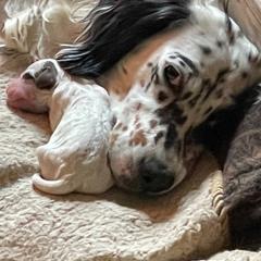 English Setter Puppies from English Setter Farms