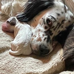 English Setter Puppies from English Setter Farms