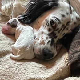 English Setter Puppies from English Setter Farms
