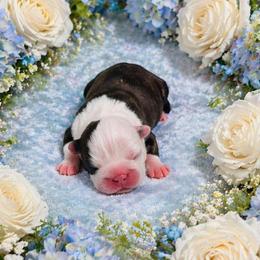 Brindle Boy - Black brindle and white male Boston Terrier puppy in San Antonio, Texas from JT Bostons