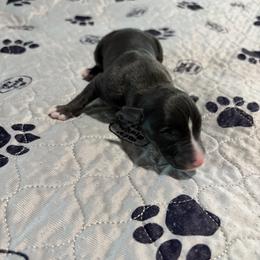 Panther - Black male Whippet puppy in Fort Myers, Florida from Rainbow Whippets