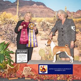 Basenji and Italian Greyhound All Grown Up from Khani's Basenjis and Italian Greyhounds