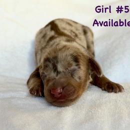 Girl 5 - Dapple female Dachshund puppy in Hollidaysburg, Pennsylvania from Weenie Bros
