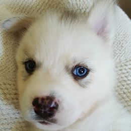 Siberian Husky Puppies from Little Handsome Siberians