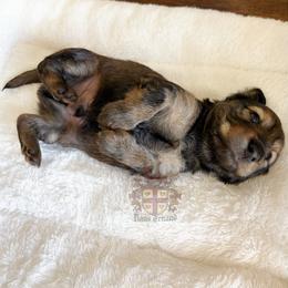 Harry - Red male Dachshund puppy in Miami, Florida from Haus Ernand Dachshunds
