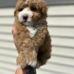 Poodle Puppies from ChiPoodles