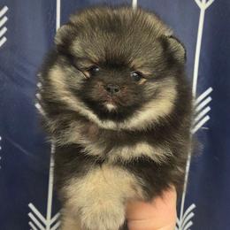 Wolf sable boy - Wolf sable male Pomeranian puppy in Creswell, North Carolina from Grace's Poms🐾💕