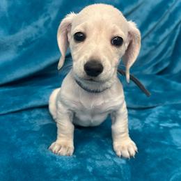 Fluff - Cream female Dachshund puppy in Memphis, Tennessee from River City Doxies