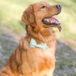 Sven - Golden Retriever