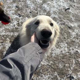 German Shepherd puppies from Fancy GSDs