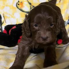 Dottie - Parchment Australian Cobberdog puppy in Sarasota, Florida from Labe's Australian Cobberdogs