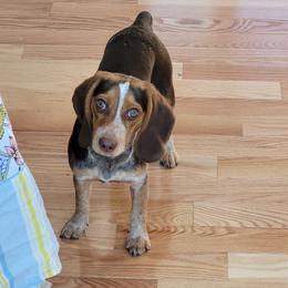 Lucy - Beagle