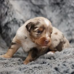 Minimal White Blue-Eyed Red Merle Male 2 - Red merle male Toy Australian Shepherd puppy in Leighton, Alabama from Isbell Land & Livestock, LLC
