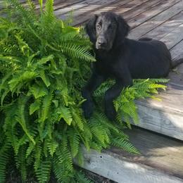Flat-Coated Retriever Puppies from Dr. Patricia McClain