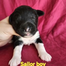 Boy 3 - Black and white male Portuguese Water Dog puppy in Narvon, Pennsylvania from Prized Family Porties