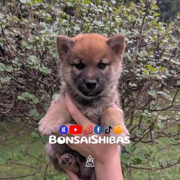 WONTON - Red male Shiba Inu puppy in Minnesota from BonsaiShibas