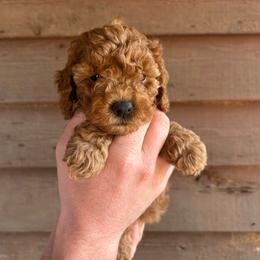 Everest - Red female Cockapoo puppy in Mena, Arkansas from Ouachita River Cockapoos