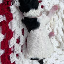 Goldendoodle and Poodle Puppies from Trammell’s Southern Pups