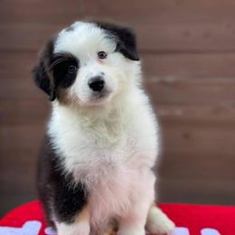 Australian Shepherd Puppies from NorthBeach Aussies