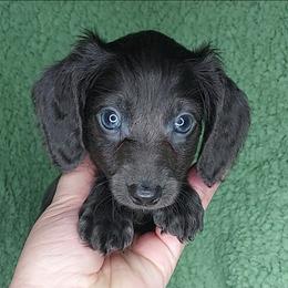 BLUEY - BLUE LH - Gray (blue) male Dachshund puppy in Swink, Oklahoma from Palali Farm