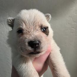Brisbane - Red mottled male Australian Cattle Dog puppy in Prescott Valley, Arizona from KS Cattle Dogs