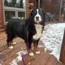 Roxsie - Bernese Mountain Dog
